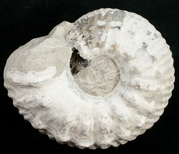 Liparoceras Ammonite - Very D #10707